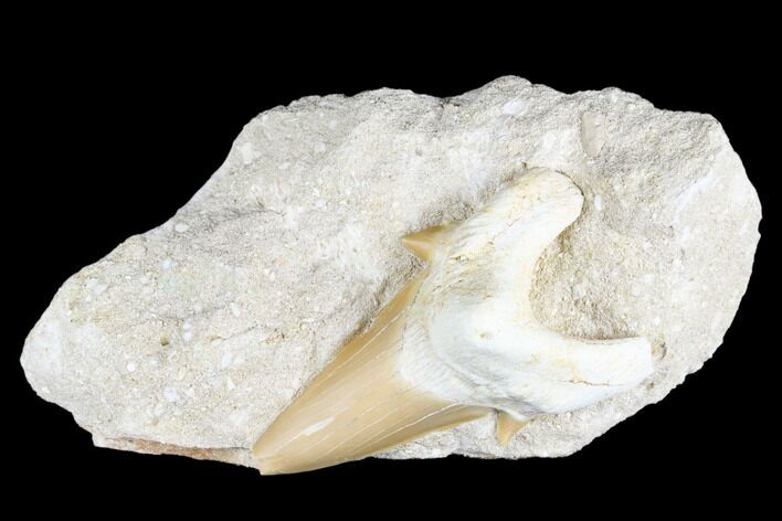 Otodus Shark Tooth Fossil in Rock - Huge Tooth! #183758